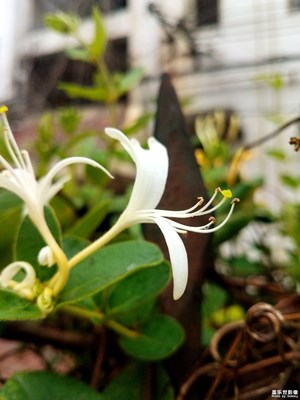 金銀花