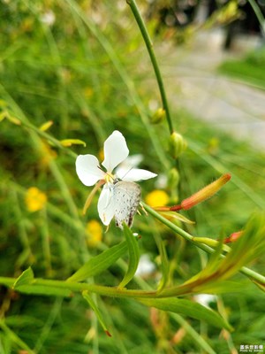 千鳥花