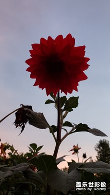 花兒+晚霞