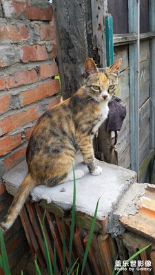 【家有萌寵】+鄰家小貓