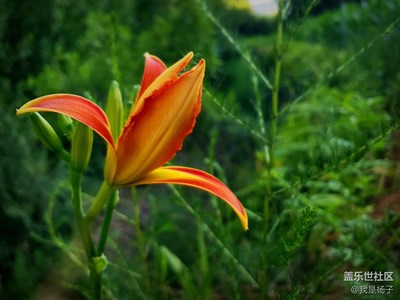 【花開盛夏】+山花俏