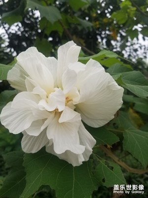 【花開(kāi)盛夏】+小花