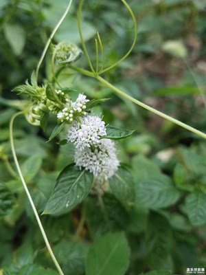 薄荷開花