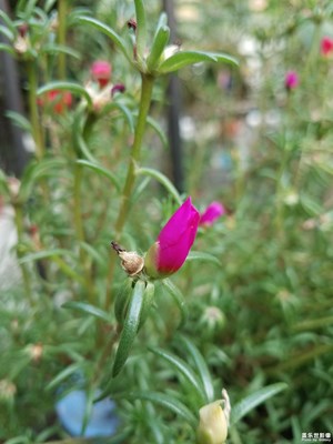將開的太陽(yáng)花