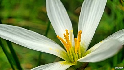 翠綠一片海，白花海中來