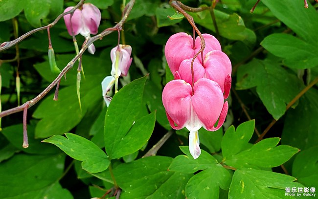 【每周精帖匯158-159】三星Galaxy A80的正式首銷