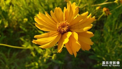 【花開盛夏】+夏日里的芬芳