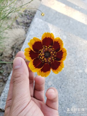 【花開盛夏】+海邊花園