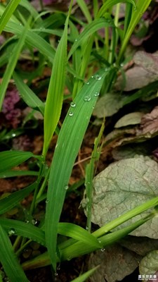 我是一棵無(wú)人知道的小草