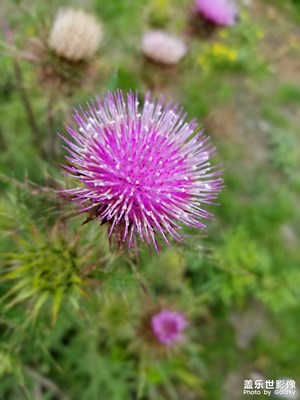 【花開(kāi)盛夏】+甘南的花