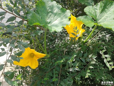 【花開盛夏】+菜花黃