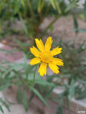 清晨的金雞菊