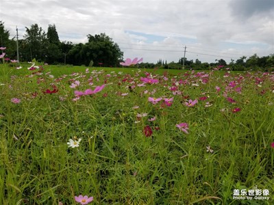 夏天好時節(jié)+郫都花盛開