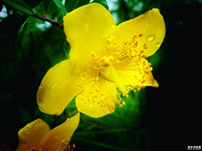 【花開盛夏】+無名小花