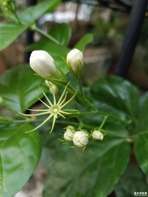 好一朵美麗的茉莉花