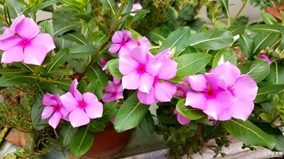 長(zhǎng)春花