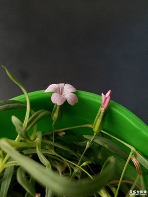 【花開盛夏】+盛夏花開