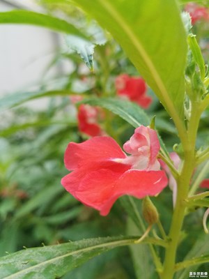 小鳳仙