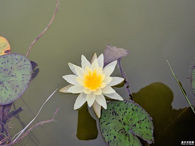 【花開盛夏】+荷花