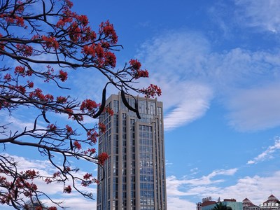 【花開盛夏】+鳳凰花開畢業(yè)季