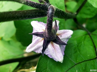 【花開盛夏】+茄子花