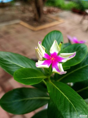 雜色的長春花
