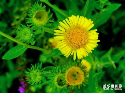 【花開盛夏】＋旋覆花