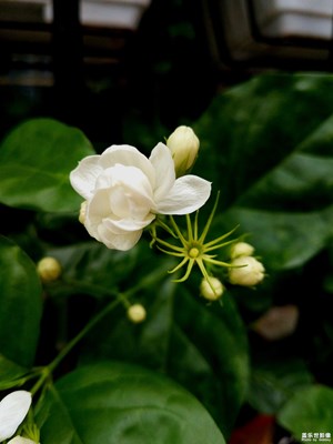 還是那朵美麗的茉莉花