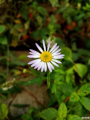 馬蘭花之再拍