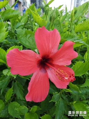 【花開盛夏】+ 朱槿