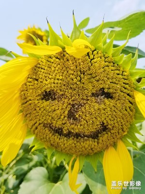 【花開盛夏】向陽花