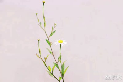 【花開盛夏】+生如夏花（二）