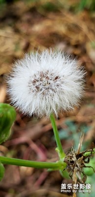 【花開盛夏】+盛夏繁花