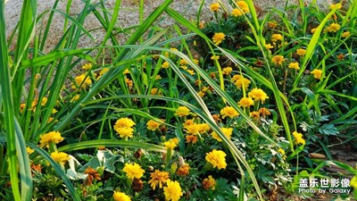 【花開盛夏】+燃燒七月