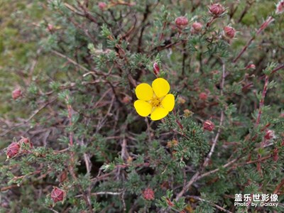 【花開盛夏】+ *高原的無名小花