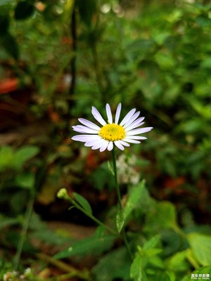 【花開(kāi)盛夏】+花的美7