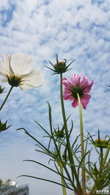 【花開盛夏】+花的美3