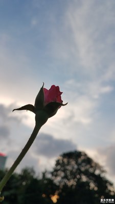 【花開(kāi)盛夏】+花的美6