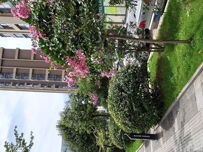 【花開(kāi)盛夏】+路邊小花