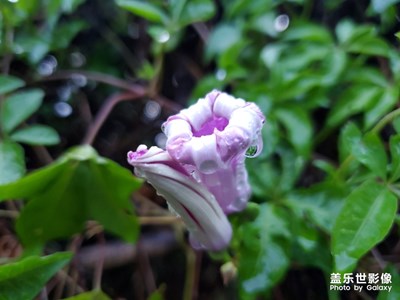 傍晚雨后