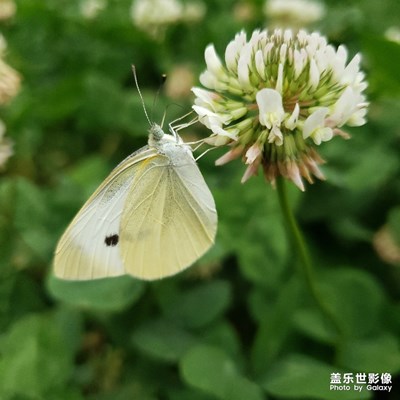 【花開(kāi)盛夏】+各種美麗都是我最?lèi)?ài)