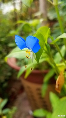 【花開(kāi)盛夏】+花的美4