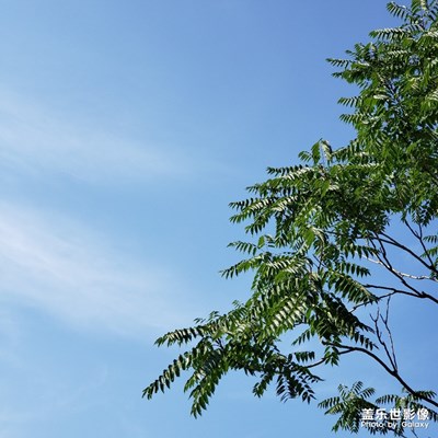 藍(lán)天與綠樹(shù)的默契配合