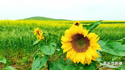 平野沃田黃燦燦