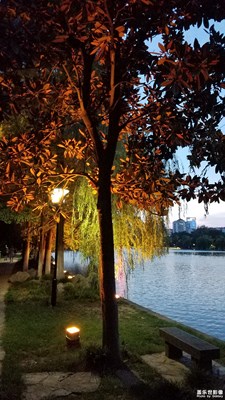 水邊的樹