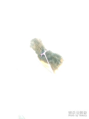 過曝的狗狗