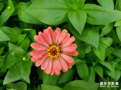 【花開盛夏】＋百日花