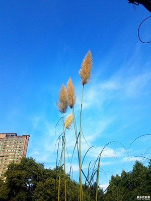 城市中的蘆葦