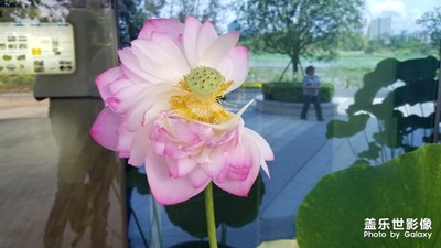 河花世界