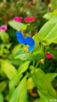 【回首尋美之路】+花之美2